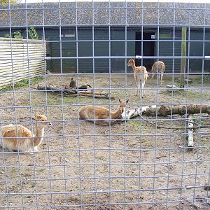 Vicunas at Marwell Wildlife, 25 October 2009