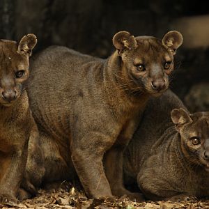 Fossa-Gang