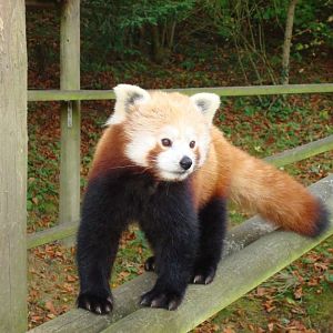 Red Panda