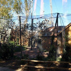 Odense Zoo - Grey parrot aviary