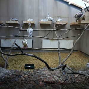 Odense Zoo - Pelican House