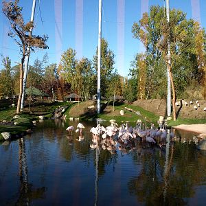 Odense Zoo - Kiwara African Aviary