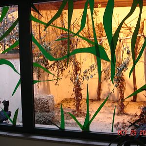 Mixed exhibit for Silvery-cheeked Hornbills and Dik Diks.