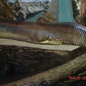 Amethystine python (Morelia amethistina)