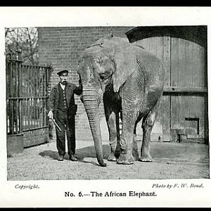 Elephant and keeper