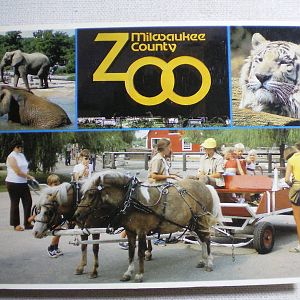 African Elephants, white tiger, ponies