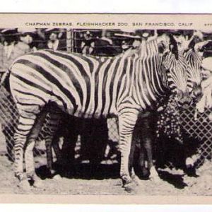 Chapman's Zebra