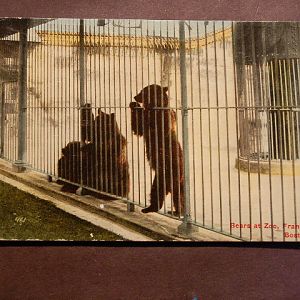 Bears at Franklin Park Zoo