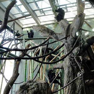 Western Lowland Gorillas