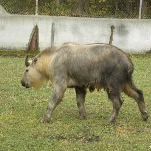 Sichuan Takin