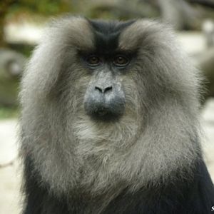 Lion Monkey