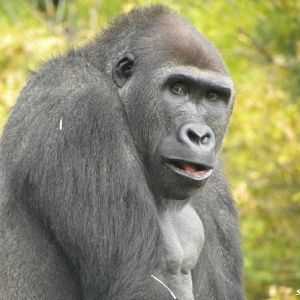 Gorilla