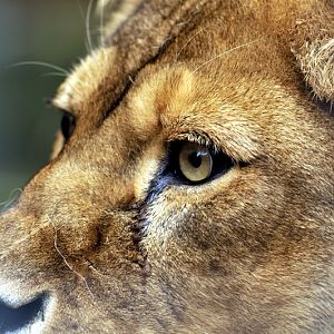 Lioness close up