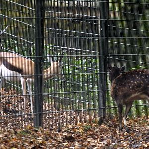 Visayan Spotted Deer meets Springbok
