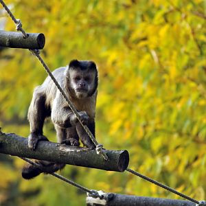 Tufted Capuchin