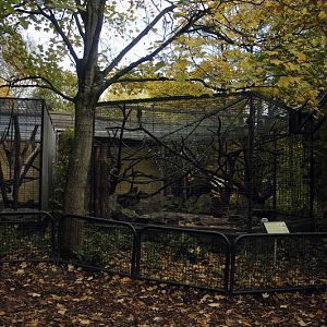 New Tufted Capuchin enclosure