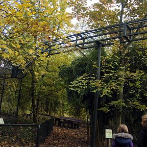 New Tufted Capuchin enclosure