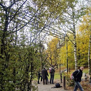 New Tufted Capuchin enclosure