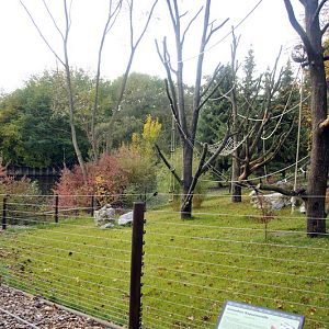 New Tufted Capuchin enclosure