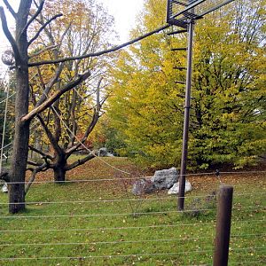 New Tufted Capuchin enclosure