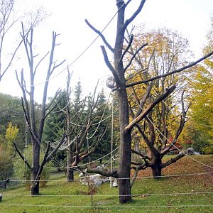New Tufted Capuchins enclosure