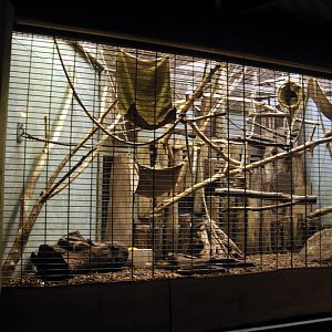 Tufted Capuchins indoors