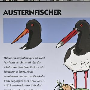 Eurasian Oystercatcher Sign