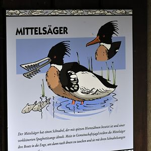 Red-breasted Merganser-Sign