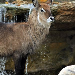 Dafassa Waterbuck