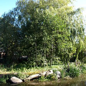 Odense Zoo - Tortoise Giants