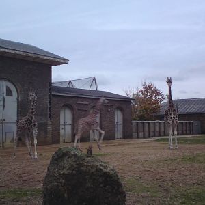 Giraffes