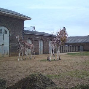 Giraffes