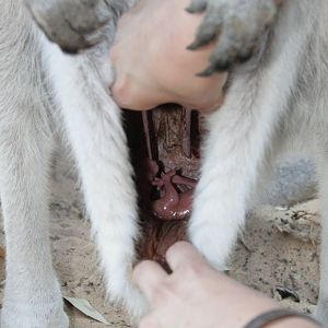 checking a poket with a joey- grey kangaroo