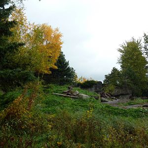 Grizzly Bear Exhibit
