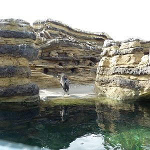 Humboldt Penguin Exhibit