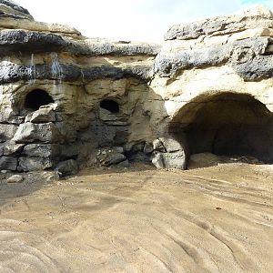 Humboldt Penguin Exhibit