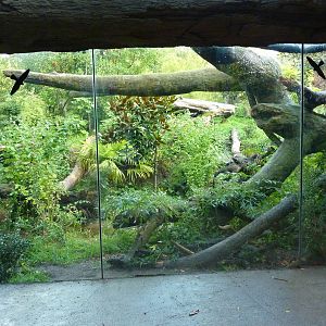 Jaguar Cove - Brilliant!