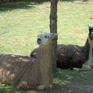 Llamas
