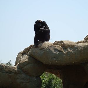 Chimpanzee island