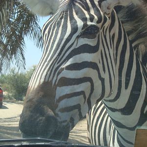 Zebra