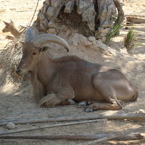 Barbary sheep