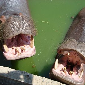 Hippos