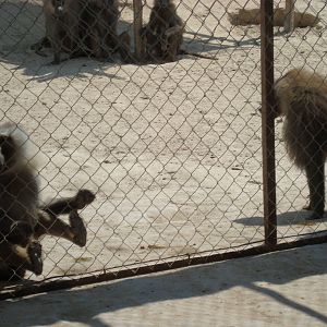 Baboons