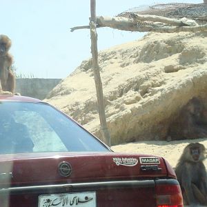 Baboons