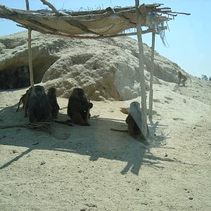 Baboons
