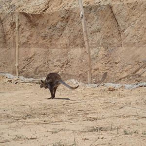 Wallaby