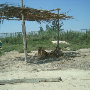 Lions + visitors