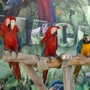 Macaw photo station
