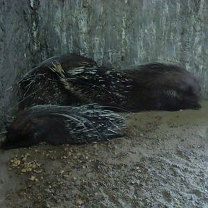 Porcupines