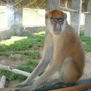 Patas monkey